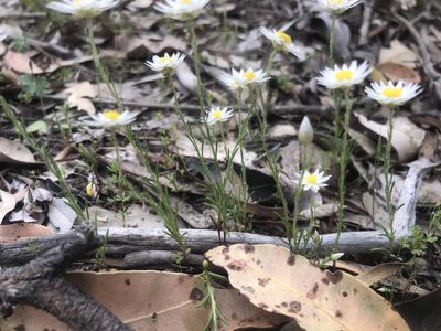 Hyalosperma cotula, photographed by Ann Bentley