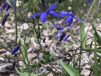 Stypandra glauca, photographed by Ann Bentley