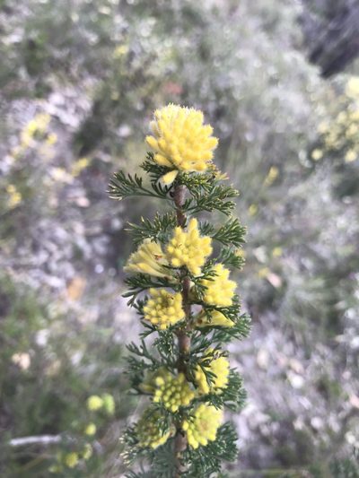 Petrophile serruriae, photographed by Ann Bentley