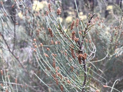 Allocasuarina humilis, photographed by Ann Bentley
