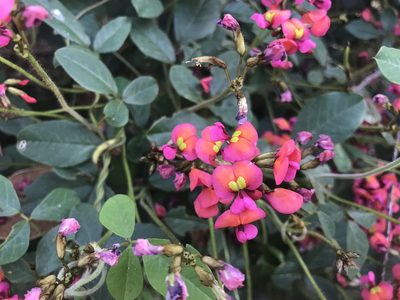 Kennedia coccinea, photographed by Ann Bentley