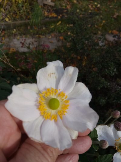 Eriocapitella hupehensis, photographed by Karim Haddad