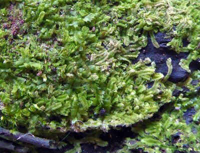 Lophocolea muricata, photographed by Peter de Lange