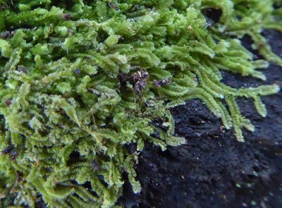 Lophocolea muricata, photographed by Peter de Lange