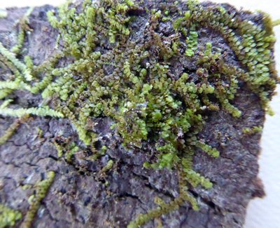 Frullania deplanata, photographed by Peter de Lange