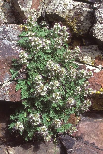 Phacelia lenta, photographed by Ed Alverson