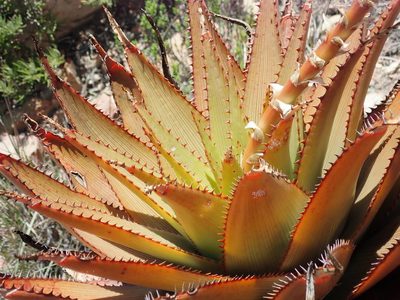Aloe lineata, photographed by Nicola van Berkel