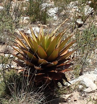 Aloe lineata, photographed by Nicola van Berkel