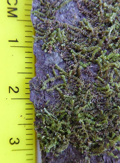 Frullania deplanata, photographed by Peter de Lange