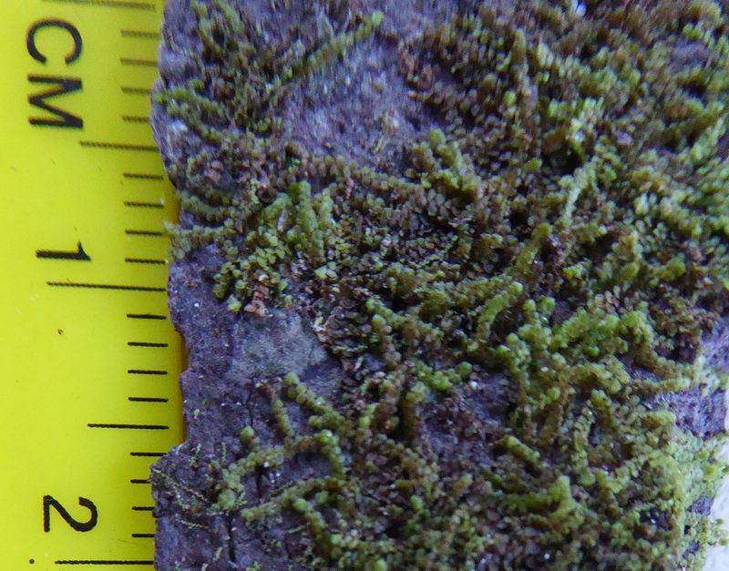 Frullania deplanata, photographed by Peter de Lange