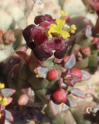Euphorbia procumbens, photographed by Nicola van Berkel