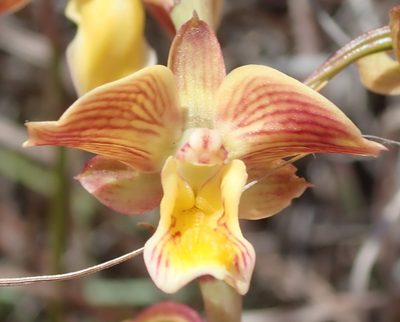 Eulophia tuberculata, photographed by Nicola van Berkel