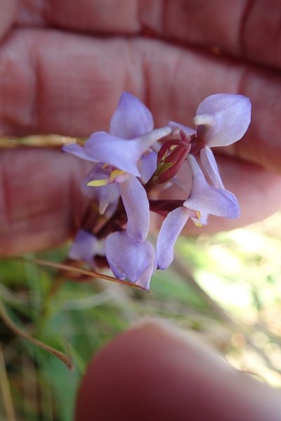 Disa similis, photographed by Peter Warren
