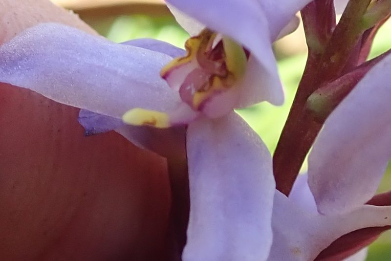 Disa similis, photographed by Peter Warren