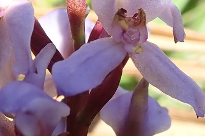Disa similis, photographed by Peter Warren