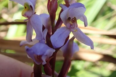Disa similis, photographed by Peter Warren