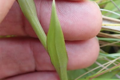 Disa similis, photographed by Peter Warren