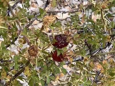 Rosa stellata, photographed by CK2AZ