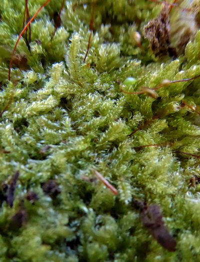 Notohypnum chrysogaster, photographed by Peter de Lange