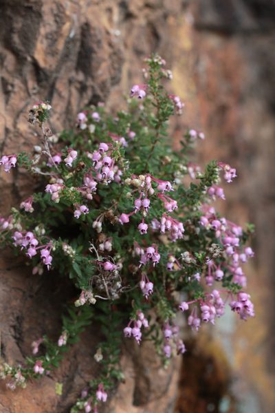 Erica argyraea, photographed by Paul Emms
