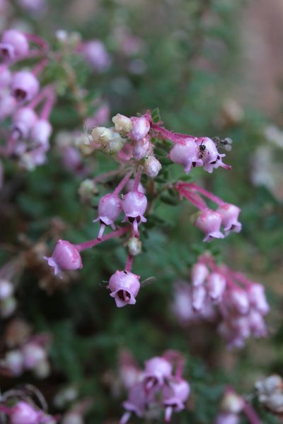 Erica argyraea, photographed by Paul Emms