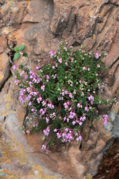 Erica argyraea, photographed by Paul Emms