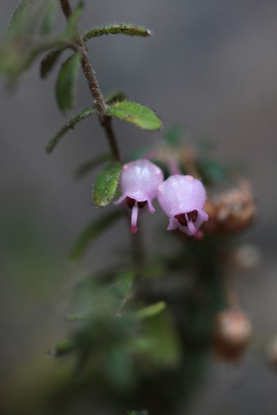 Erica argyraea, photographed by Paul Emms