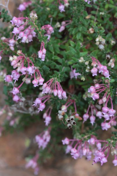 Erica argyraea, photographed by Paul Emms