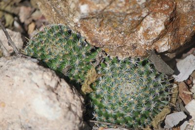 Mammillaria perbella, photographed by José Belem Hernández Díaz