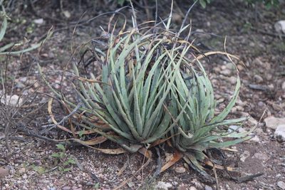 Hechtia podantha, photographed by José Belem Hernández Díaz