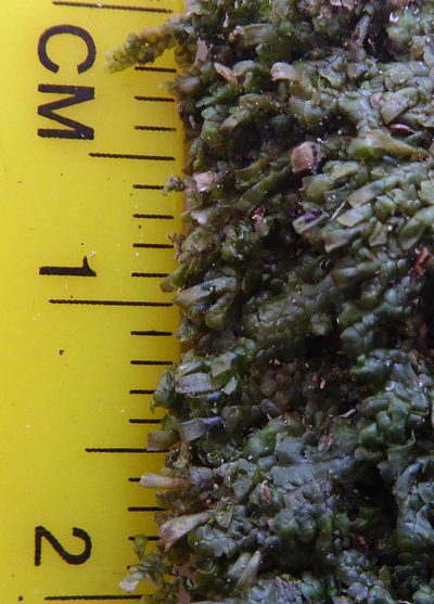 Radula strangulata, photographed by Peter de Lange
