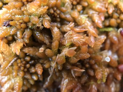 Sphagnum austinii, photographed by Andrew Melton