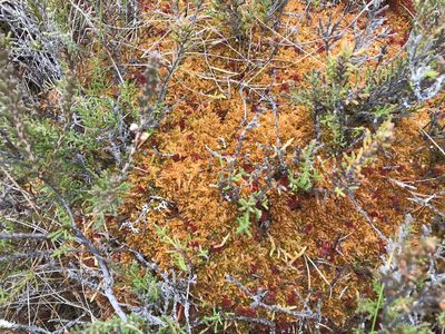 Sphagnum austinii, photographed by Andrew Melton