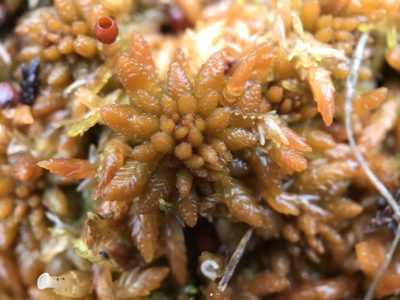 Sphagnum austinii, photographed by Andrew Melton