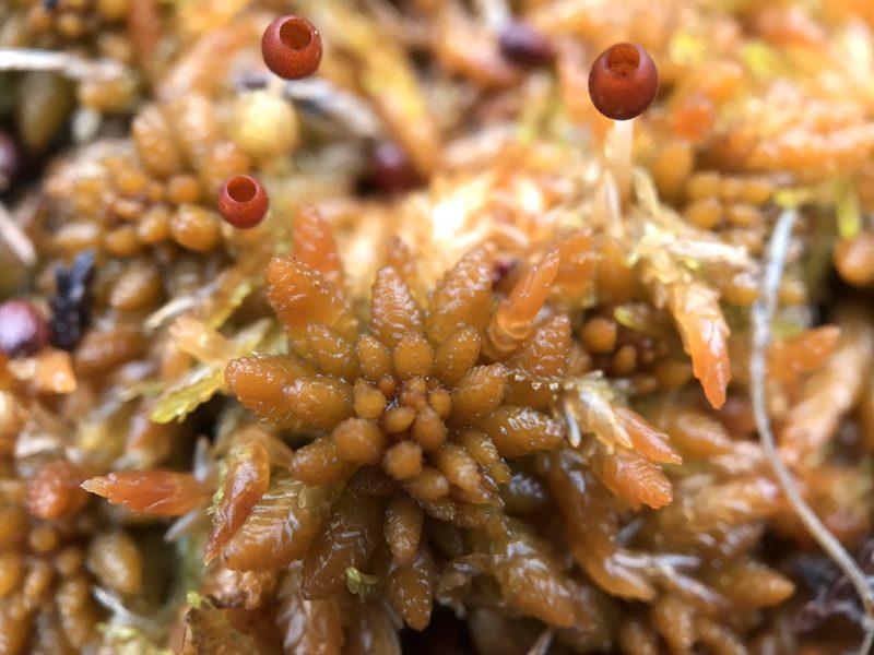 Sphagnum austinii, photographed by Andrew Melton