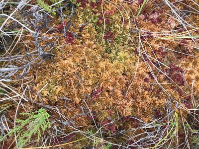 Sphagnum austinii, photographed by Andrew Melton