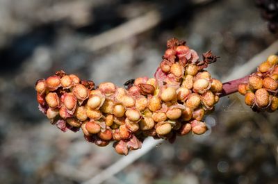 Rumex crassus, photographed by Franco Folini