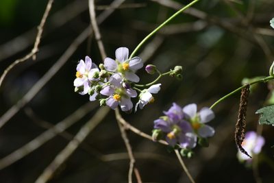 Monteiroa glomerata, photographed by Diego Carús