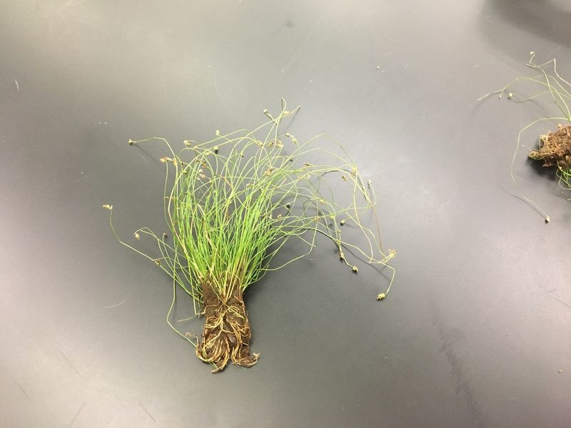 Eleocharis microcarpa, photographed by anguspritchard