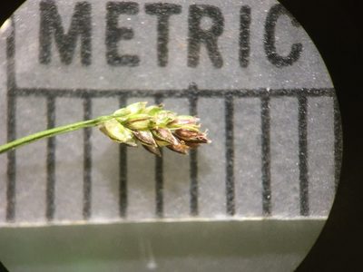 Eleocharis microcarpa, photographed by anguspritchard
