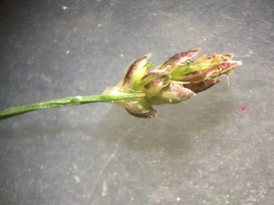 Eleocharis microcarpa, photographed by anguspritchard