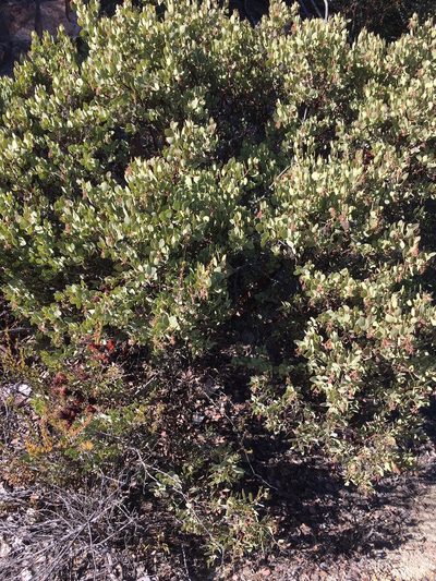 Arctostaphylos otayensis, photographed by kclarksdnhmorg