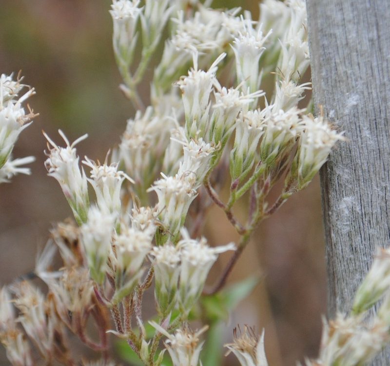 Eupatorium subvenosum, photographed by Zihao Wang