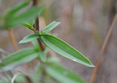 Eupatorium subvenosum, photographed by Zihao Wang