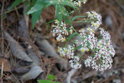 Aster taiwanensis, photographed by Moogoo Lee
