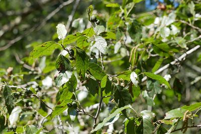 Alnus formosana, photographed by Moogoo Lee