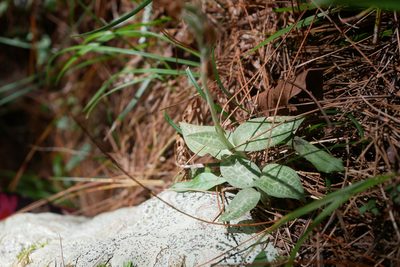Goodyera schlechtendaliana, photographed by Moogoo Lee