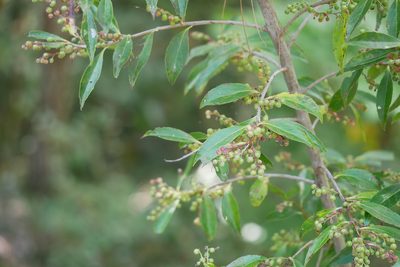 Vaccinium bracteatum, photographed by Moogoo Lee