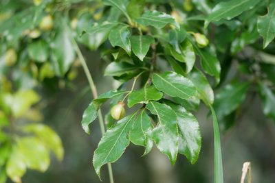 Euonymus carnosus, photographed by Moogoo Lee