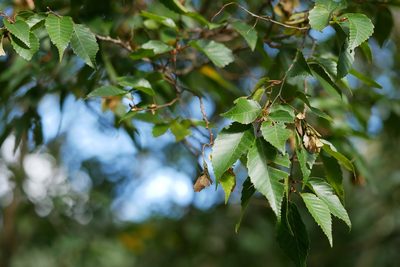 Carpinus kawakamii, photographed by Moogoo Lee